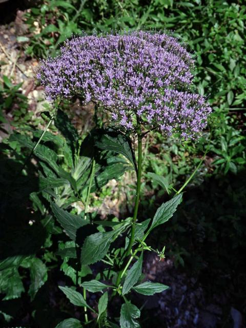 Zvonečkovec modrý (Trachelium caeruleum L.)