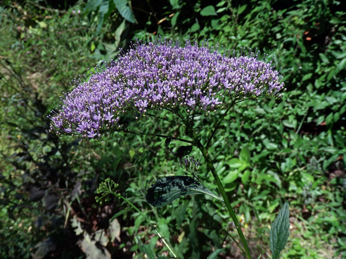 Zvonečkovec modrý (Trachelium caeruleum L.)