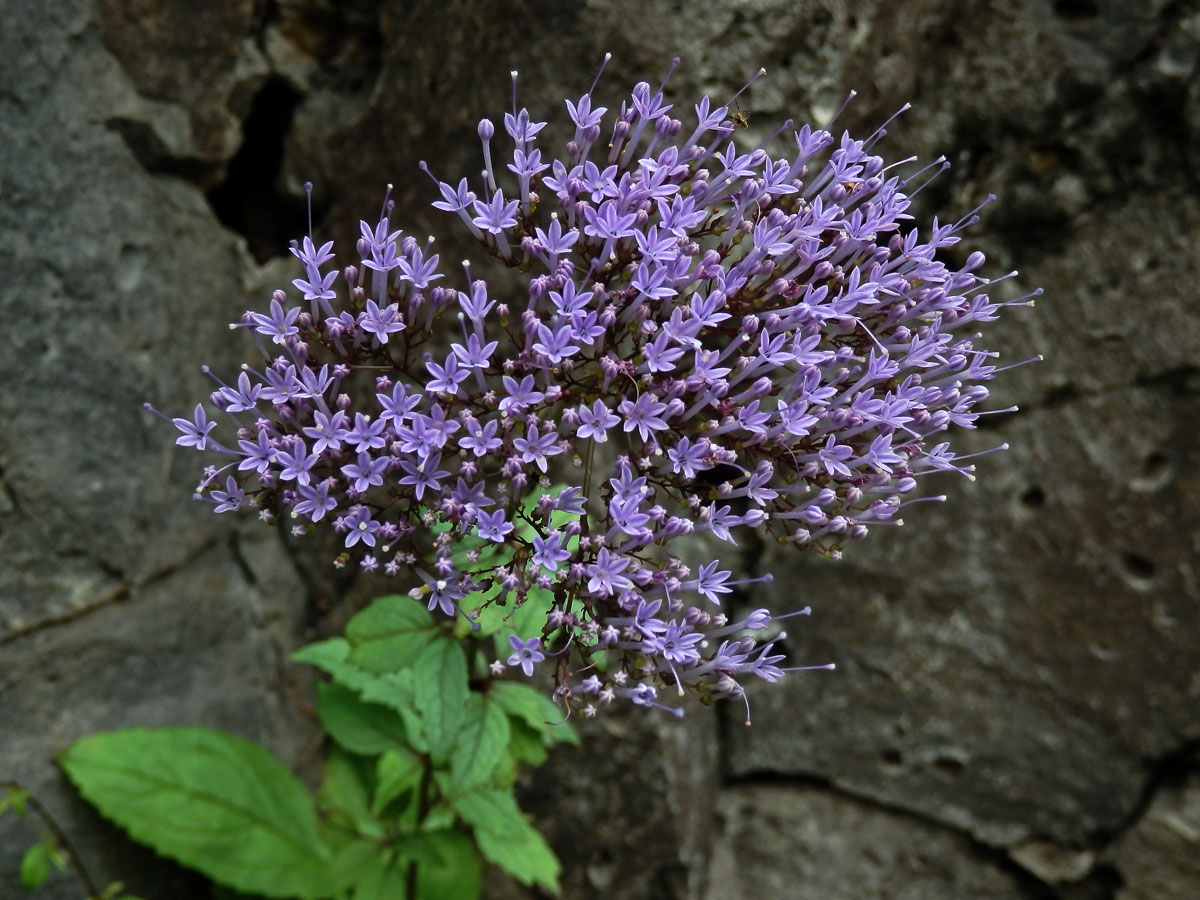 Zvonečkovec modrý (Trachelium caeruleum L.)