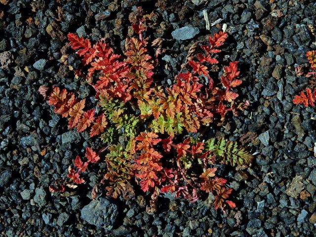 Pumpava obecná (rozpuková) (Erodium cicutarium (L.) L´Hér.)