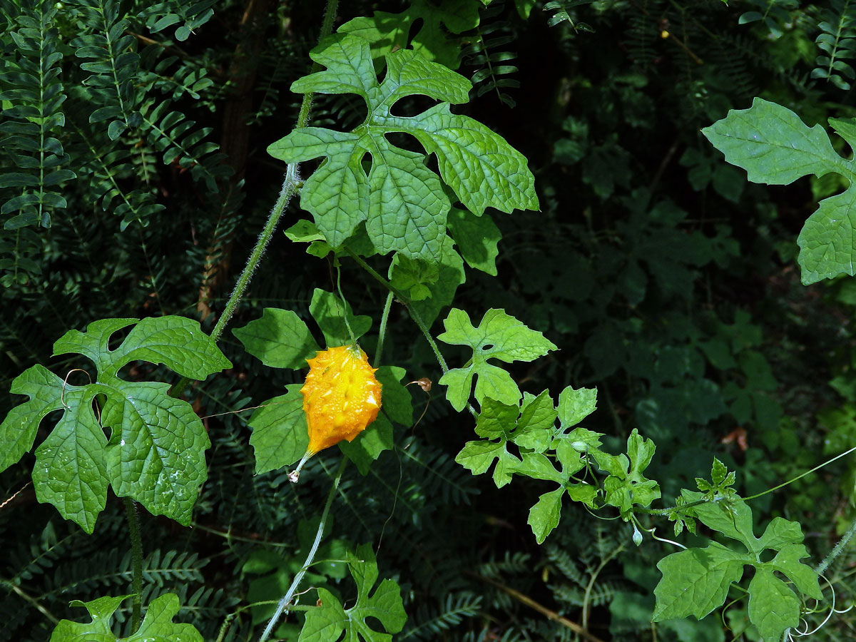 Momordica balsamina L.