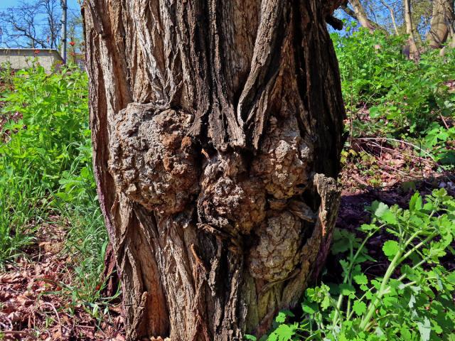 Tumor na akátu (Robinia pseudoacacia L.) (26a)