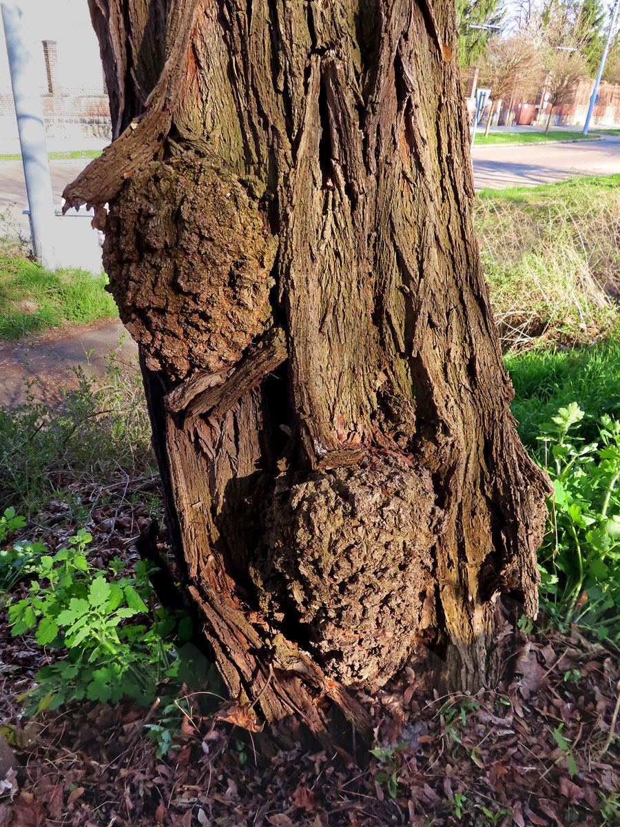 Tumor na akátu (Robinia pseudoacacia L.) (26b)