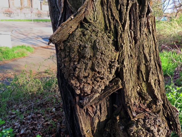 Tumor na akátu (Robinia pseudoacacia L.) (26c)