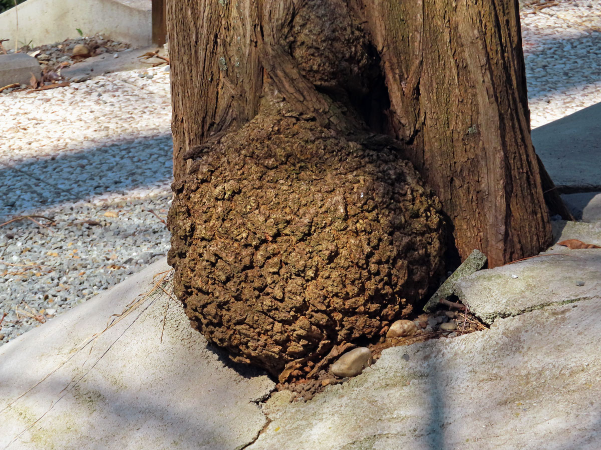 Tumor na akátu (Robinia pseudoacacia L.) (27)