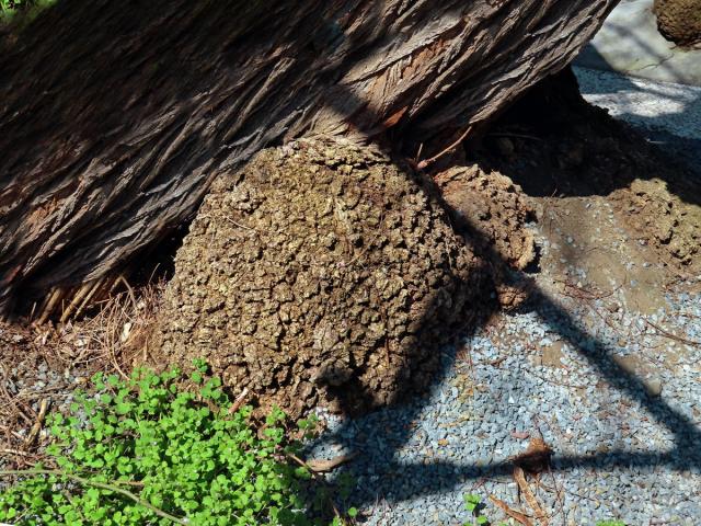 Tumor na akátu (Robinia pseudoacacia L.) (28)