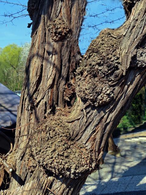 Tumor na akátu (Robinia pseudoacacia L.) (29)