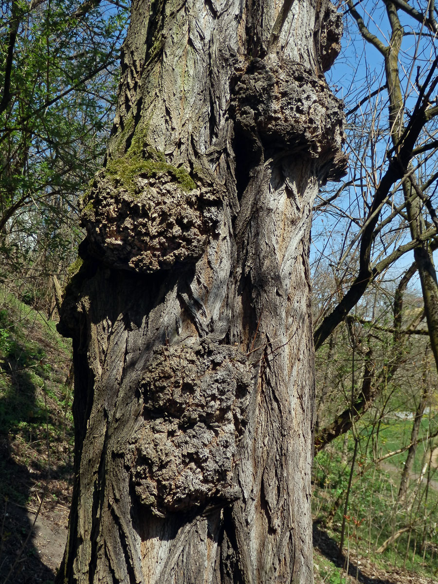 Tumor na akátu (Robinia pseudoacacia L.) (31a)