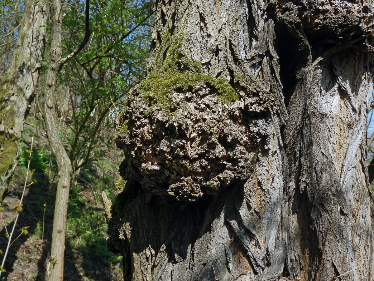 Tumor na akátu (Robinia pseudoacacia L.) (31b)