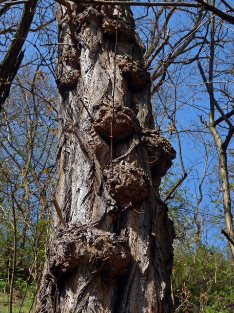 Tumor na akátu (Robinia pseudoacacia L.) (31c)