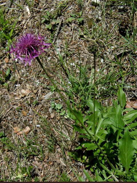 Chrpa čekánek (Centaurea scabiosa L.)