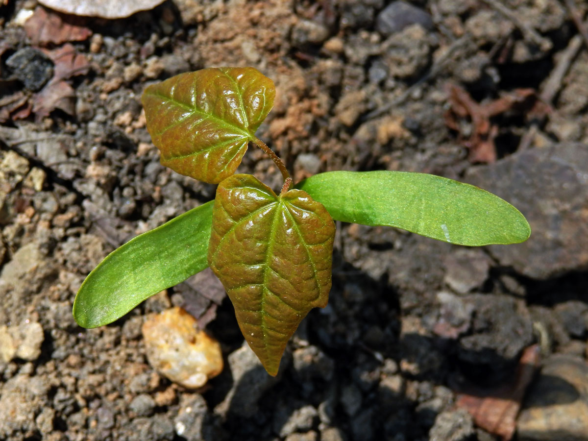 Javor mléč (Acer platanoides L.)