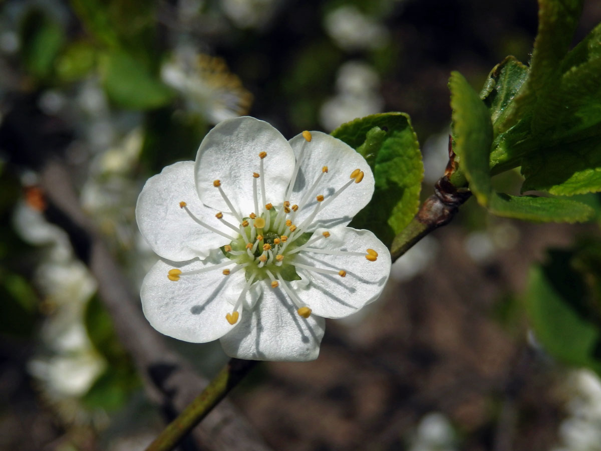 Slivoň obecná (Prunus insititia L.), šestičetný květ (4)