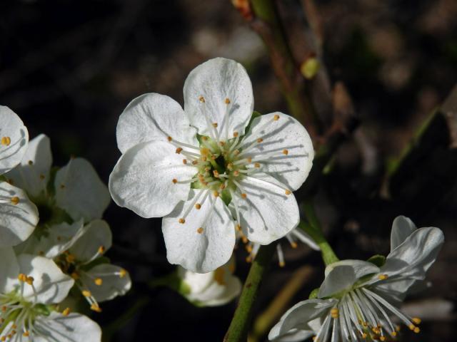 Slivoň obecná (Prunus insititia L.), šestičetný květ (5)