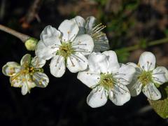 Slivoň obecná (Prunus insititia L.), šestičetný květ (7)