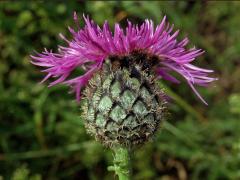 Chrpa čekánek (Centaurea scabiosa L.)