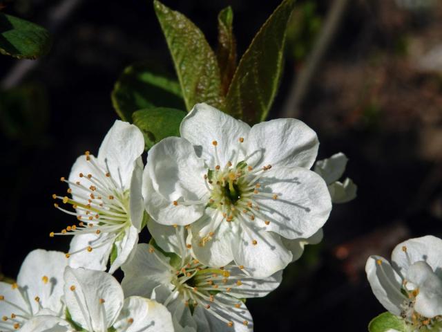 Slivoň obecná (Prunus insititia L.), vícečetný květ (2)