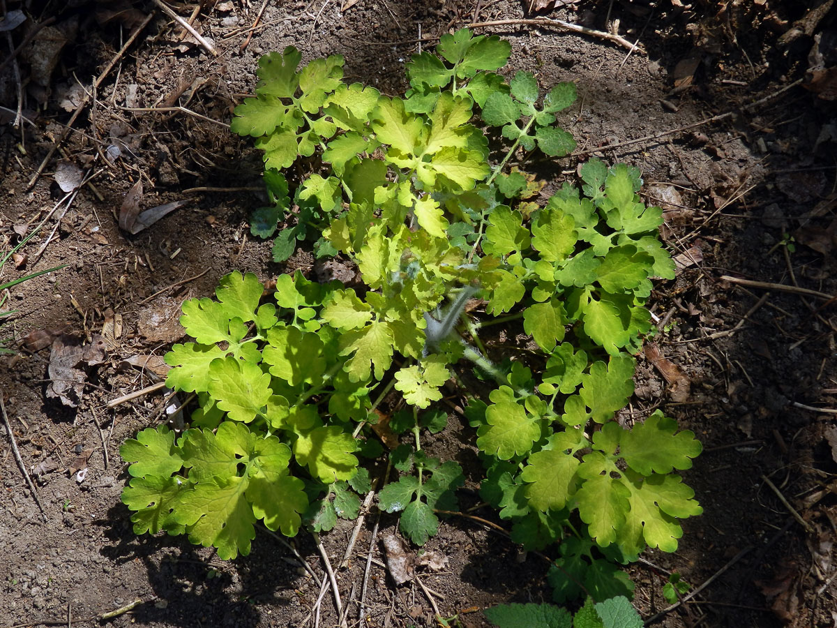 Vlaštovičník větší (Chelidonium majus L.) se zlatými listy