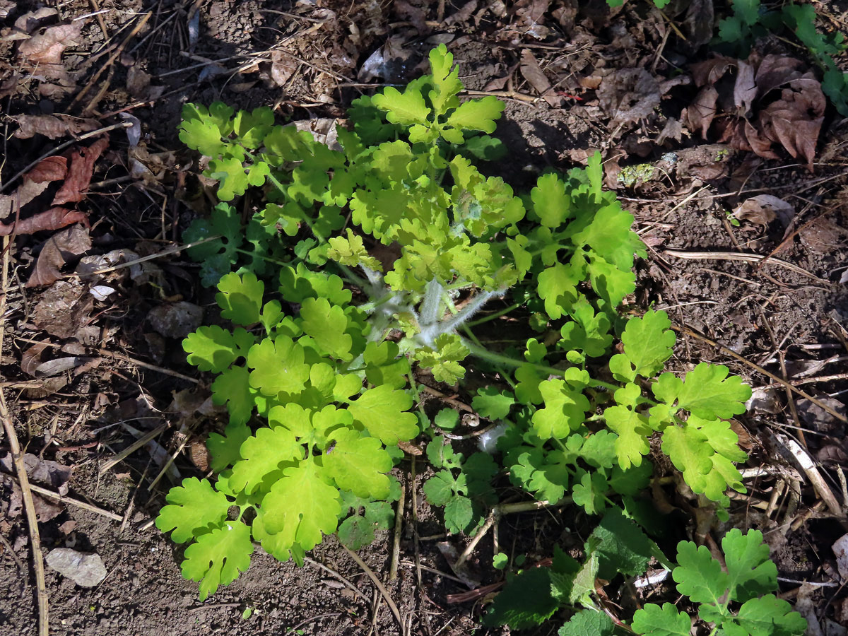 Vlaštovičník větší (Chelidonium majus L.) se zlatými listy