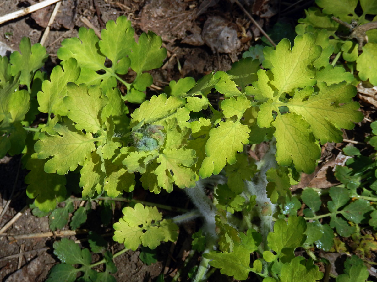 Vlaštovičník větší (Chelidonium majus L.) se zlatými listy