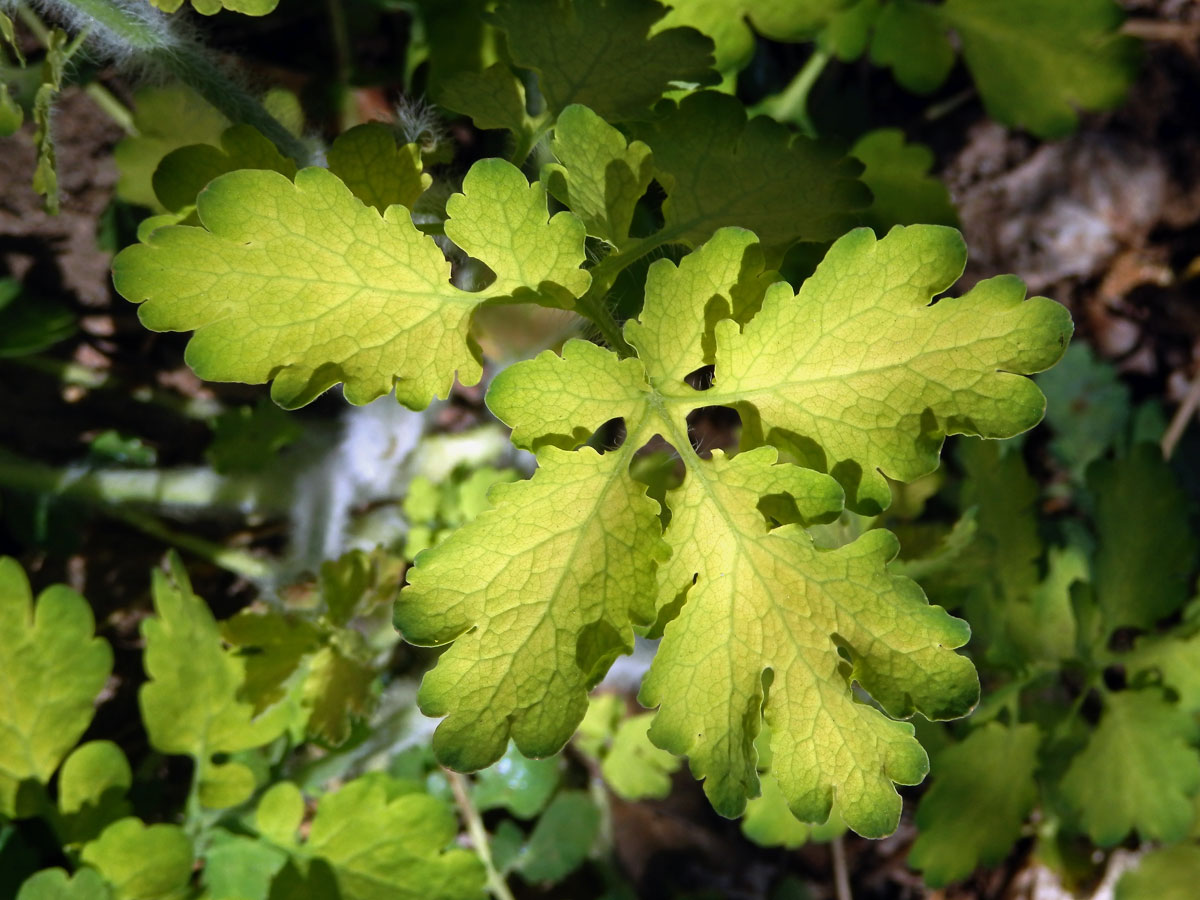 Vlaštovičník větší (Chelidonium majus L.) se zlatými listy