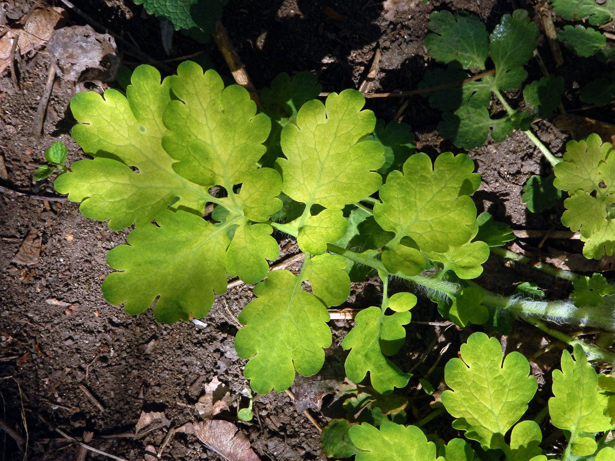 Vlaštovičník větší (Chelidonium majus L.) se zlatými listy