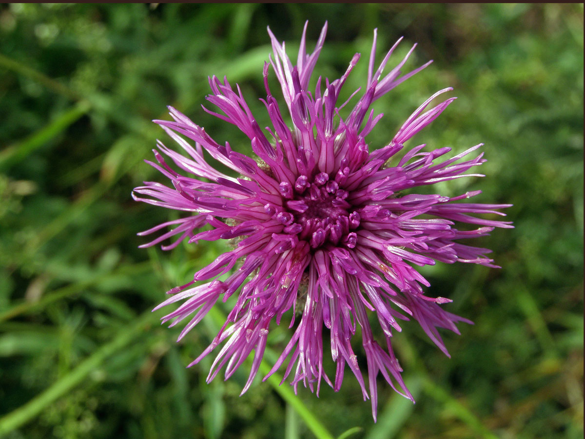 Chrpa čekánek (Centaurea scabiosa L.)