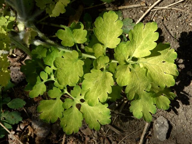 Vlaštovičník větší (Chelidonium majus L.) se zlatými listy