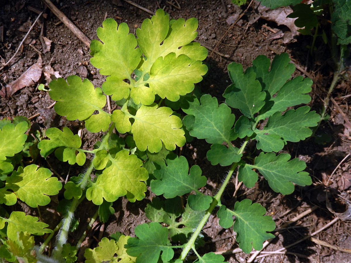 Vlaštovičník větší (Chelidonium majus L.) se zlatými listy