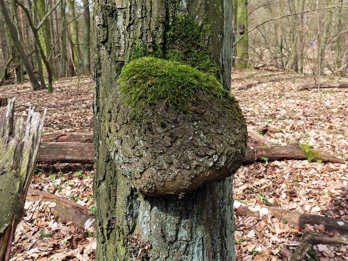 Nádor na habru obecném (Carpinus betulus L.) (2c)