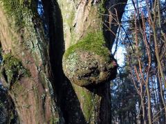 Nádor na habru obecném (Carpinus betulus L.) (26)