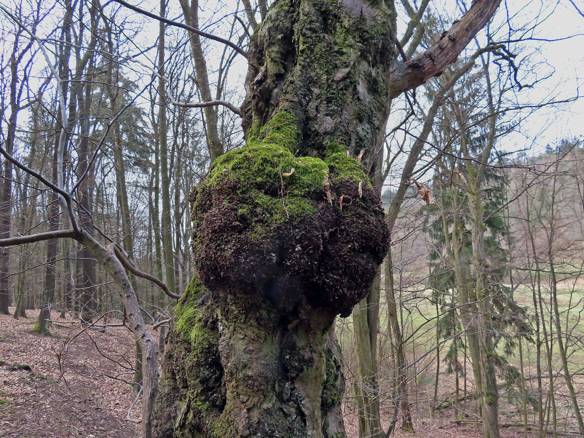 Nádor na habru obecném (Carpinus betulus L.) (27)