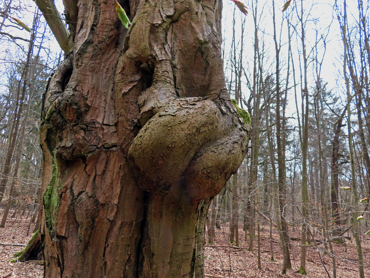 Nádor na habru obecném (Carpinus betulus L.) (18b)