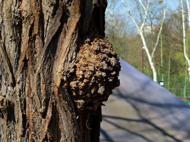 Tumor na akátu (Robinia pseudoacacia L.) (30)