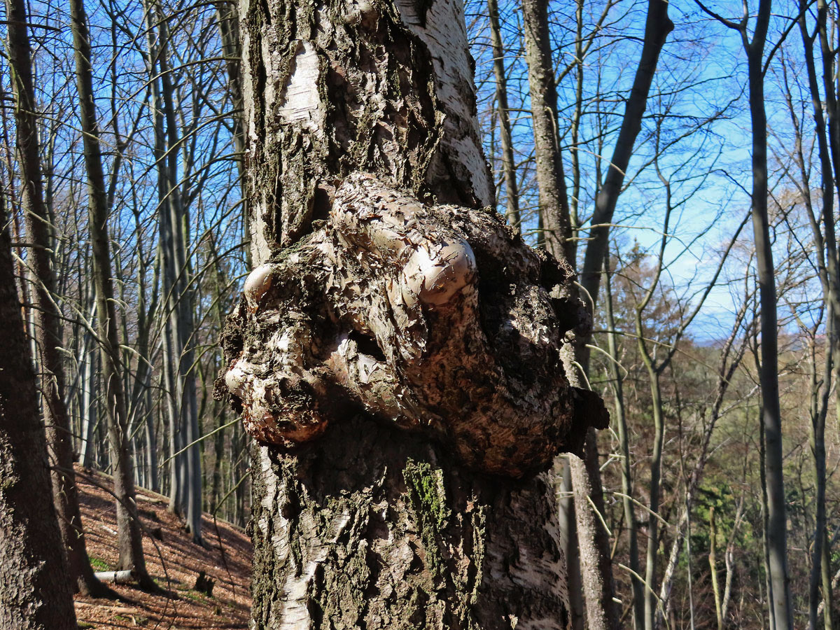 Nádor na bříze bělokoré (Betula pendula Roth) (90a)