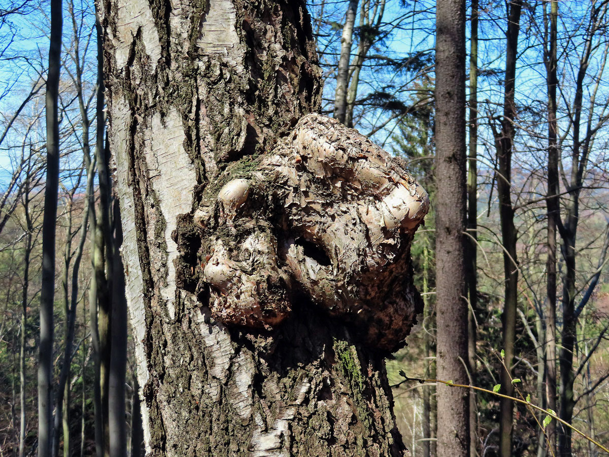 Nádor na bříze bělokoré (Betula pendula Roth) (90b)