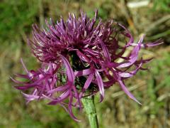 Chrpa čekánek (Centaurea scabiosa L.)