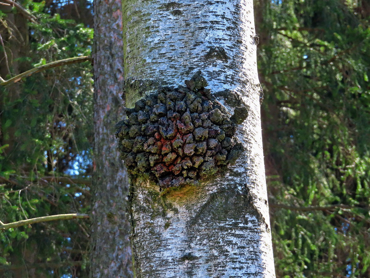 Nádor na bříze bělokoré (Betula pendula Roth) (91)