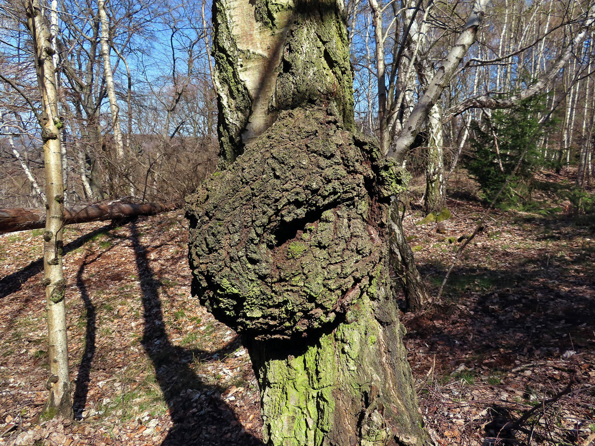 Nádor na bříze bělokoré (Betula pendula Roth) (92)