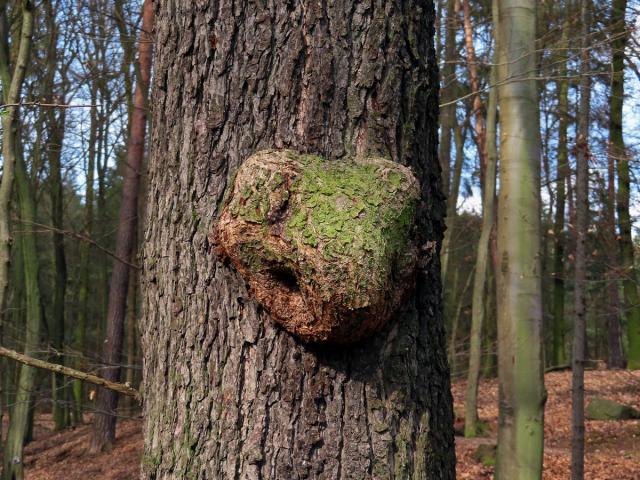 Tumor na olši lepkavé (Alnus glutinosa (L.) Gaertn.) (25b)