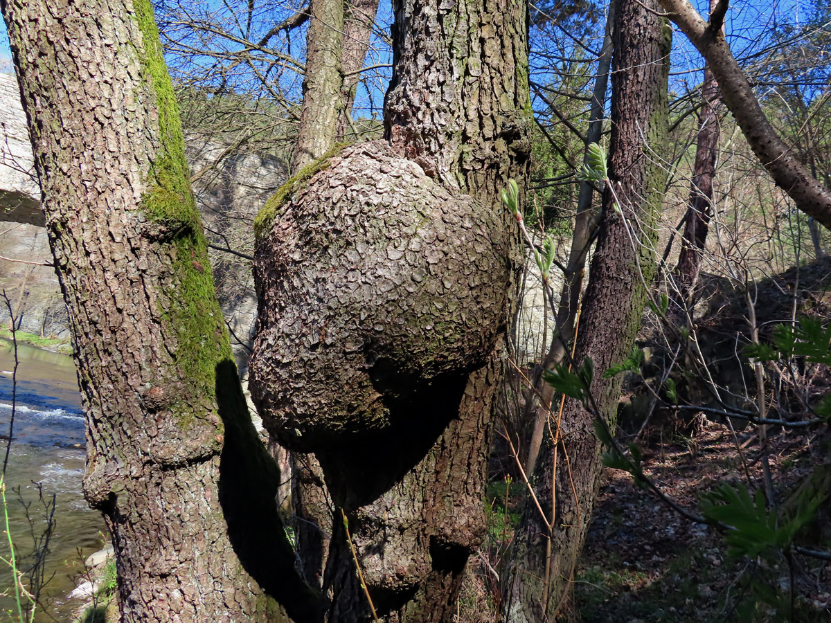 Tumor na olši lepkavé (Alnus glutinosa (L.) Gaertn.) (40b)