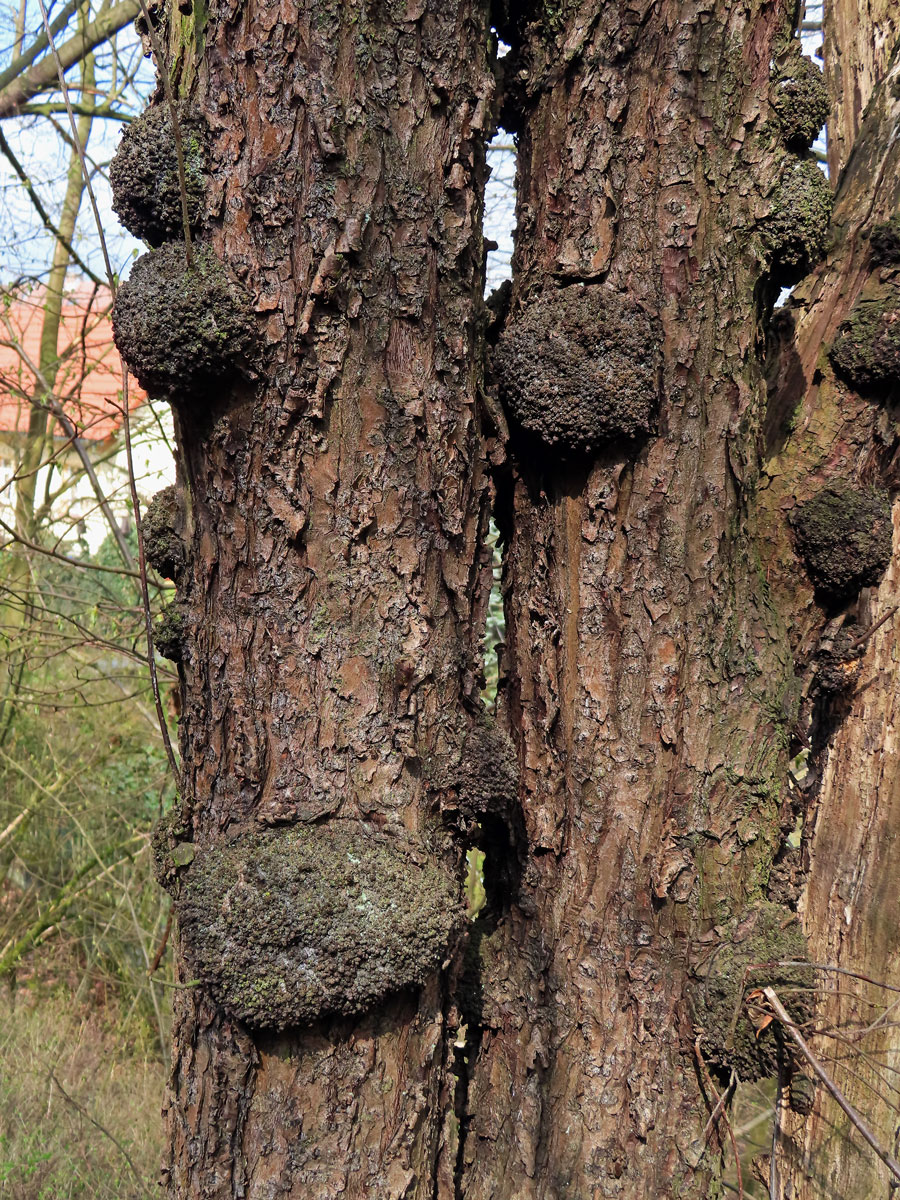 Třešeň ptačí (Prunus avium (L.) L.) (66a) s nádorem na kmeni