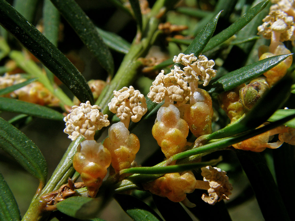 Tis červený (Taxus baccata L.)