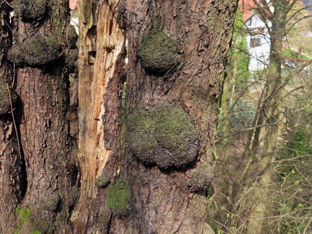 Třešeň ptačí (Prunus avium (L.) L.) (67) s nádorem na kmeni