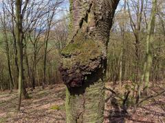 Třešeň ptačí (Prunus avium (L.) L.) (68) s nádorem na kmeni