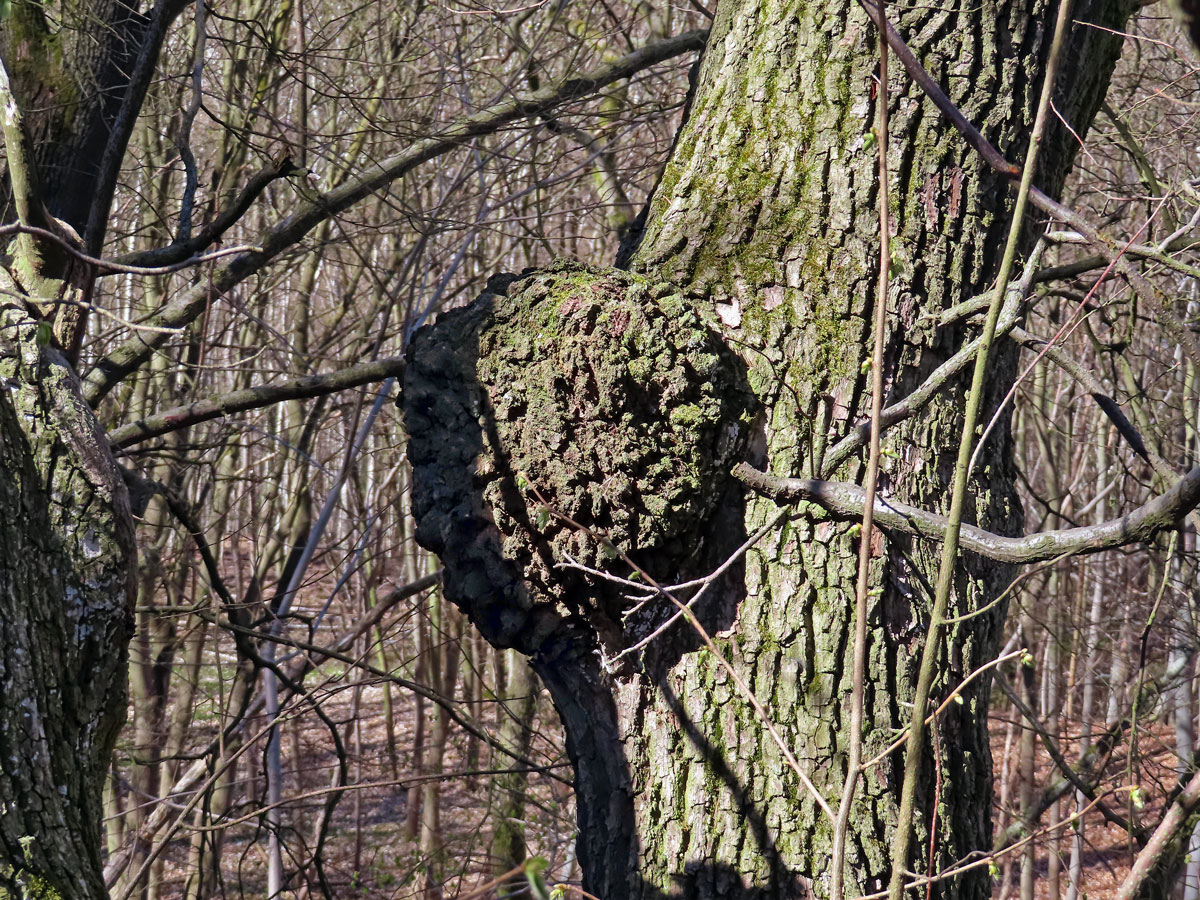 Javor mléč (Acer platanoides L.) s nádorem na kmeni (69)