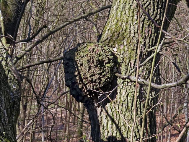 Javor mléč (Acer platanoides L.) s nádorem na kmeni (69)