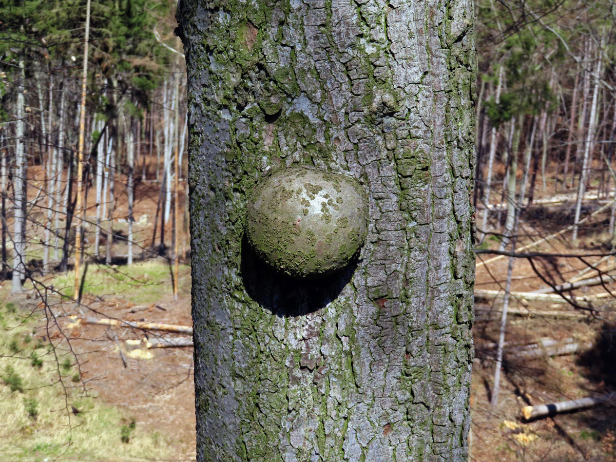 Nádor na jedli bělokoré (Abies alba Mill.) (1a)