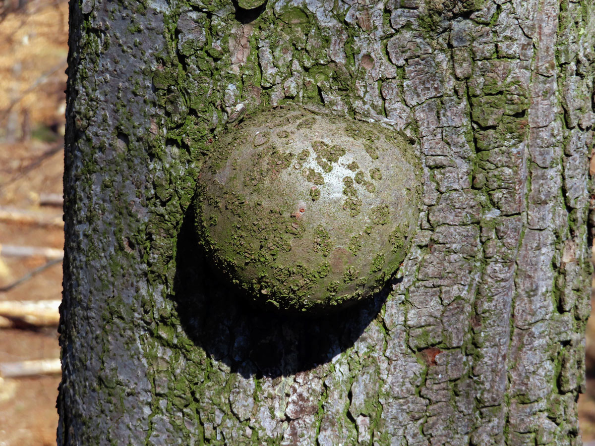 Nádor na jedli bělokoré (Abies alba Mill.) (1b)