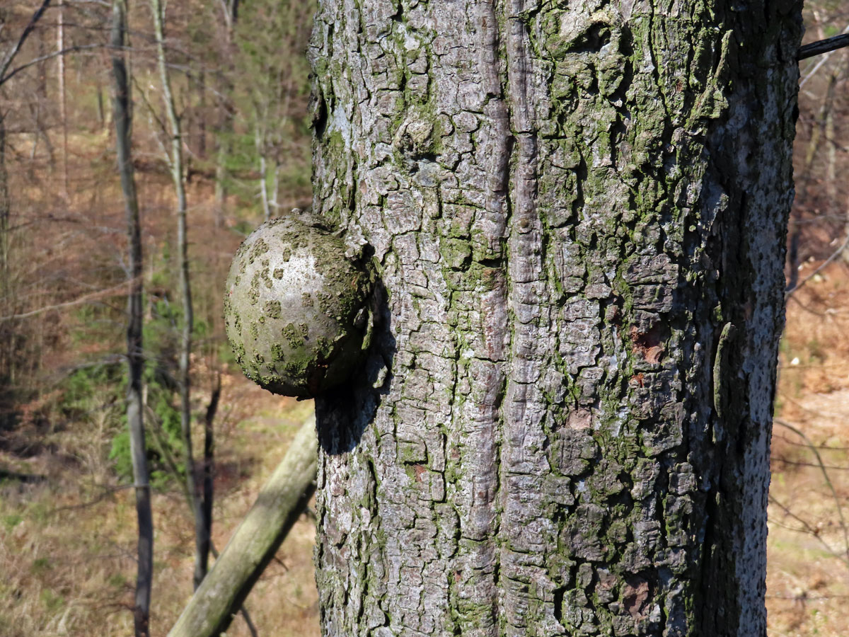 Nádor na jedli bělokoré (Abies alba Mill.) (1c)